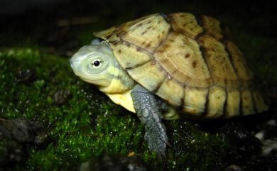 柴棺龜特徵|Mauremys mutica (Cantor, 1842) 